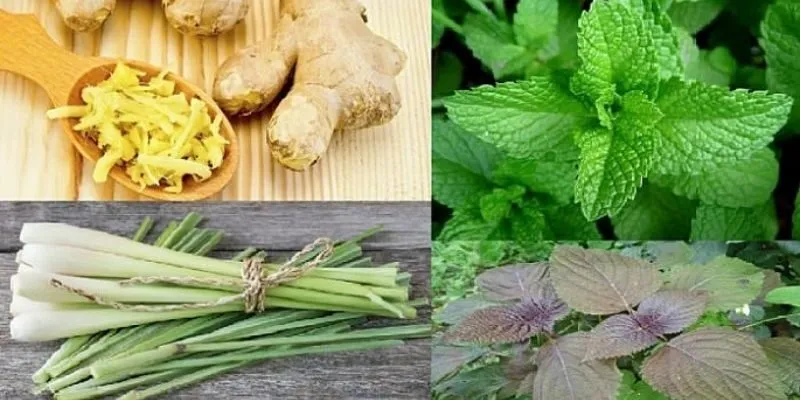 trị cảm cúm bằng phương pháp dân gian