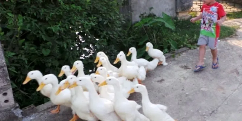 Dịch cúm vào mùa